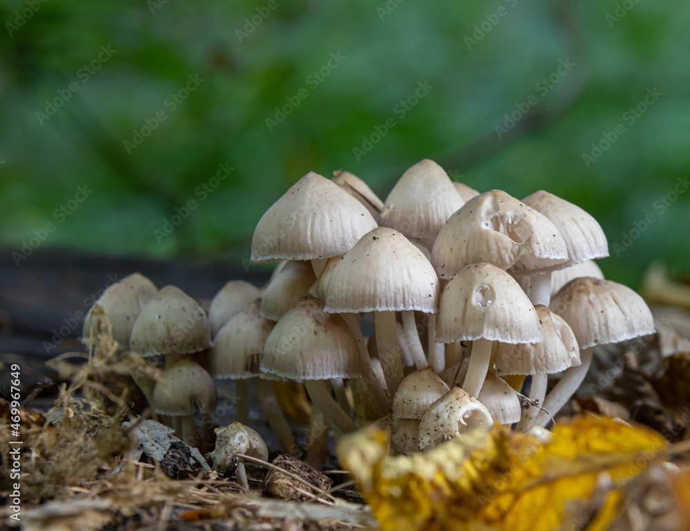Forest mushrooms in the grass. Gathering mushrooms growing on an old tree stump in the forest Forest mushrooms in the grass. Gathering mushrooms growing on an old tree stump in the forest