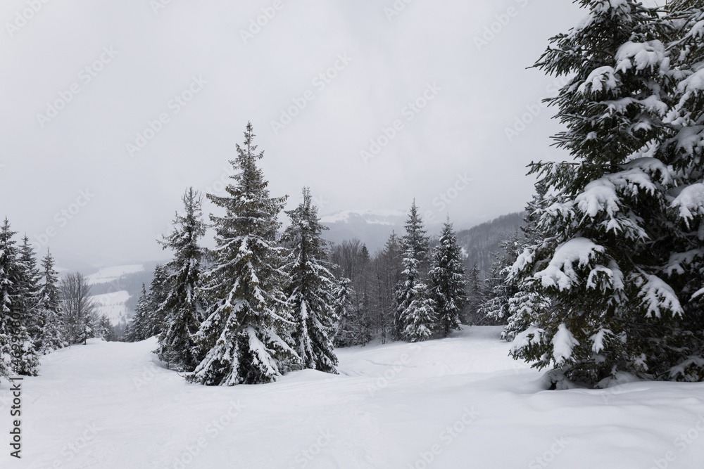 Harsh winter landscape beautiful snowy fir trees Harsh winter landscape beautiful snowy fir trees