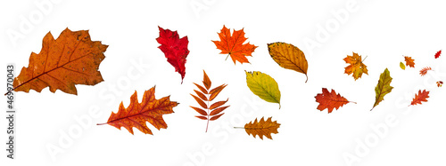 Mix of color autumn leaf on white background