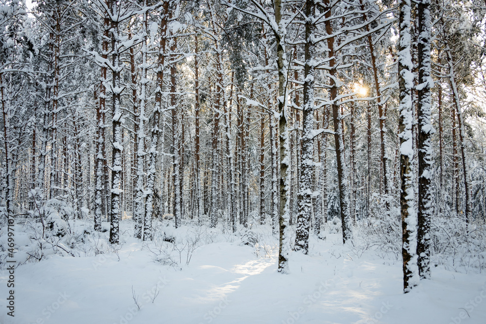 winter forest landscape with snow winter forest landscape with snow