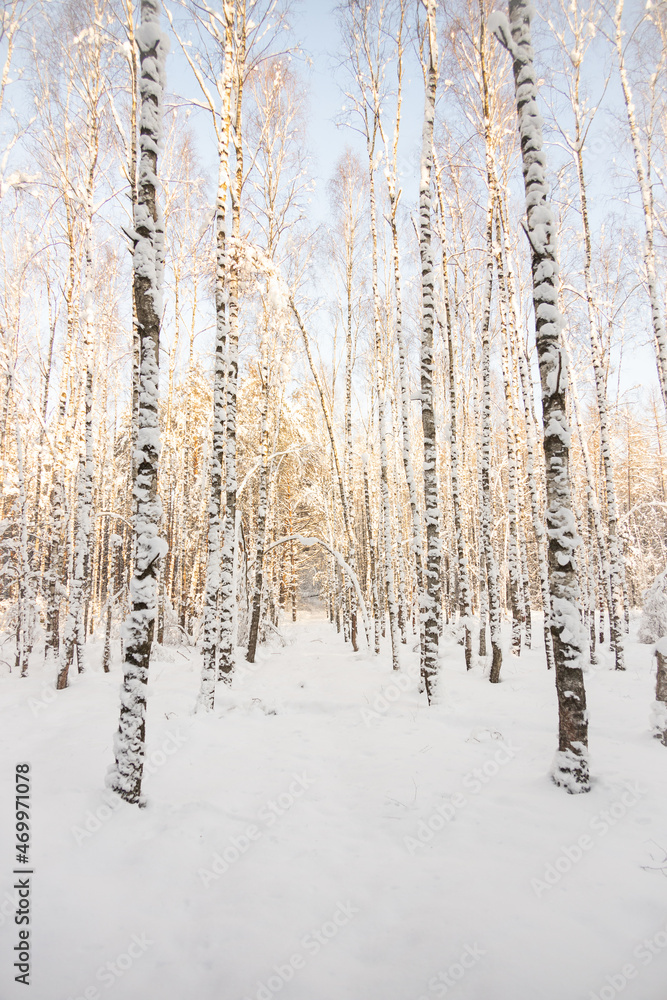 Fototapeta premium winter forest landscape with snow