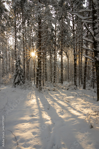 winter forest landscape with snow © szczepank