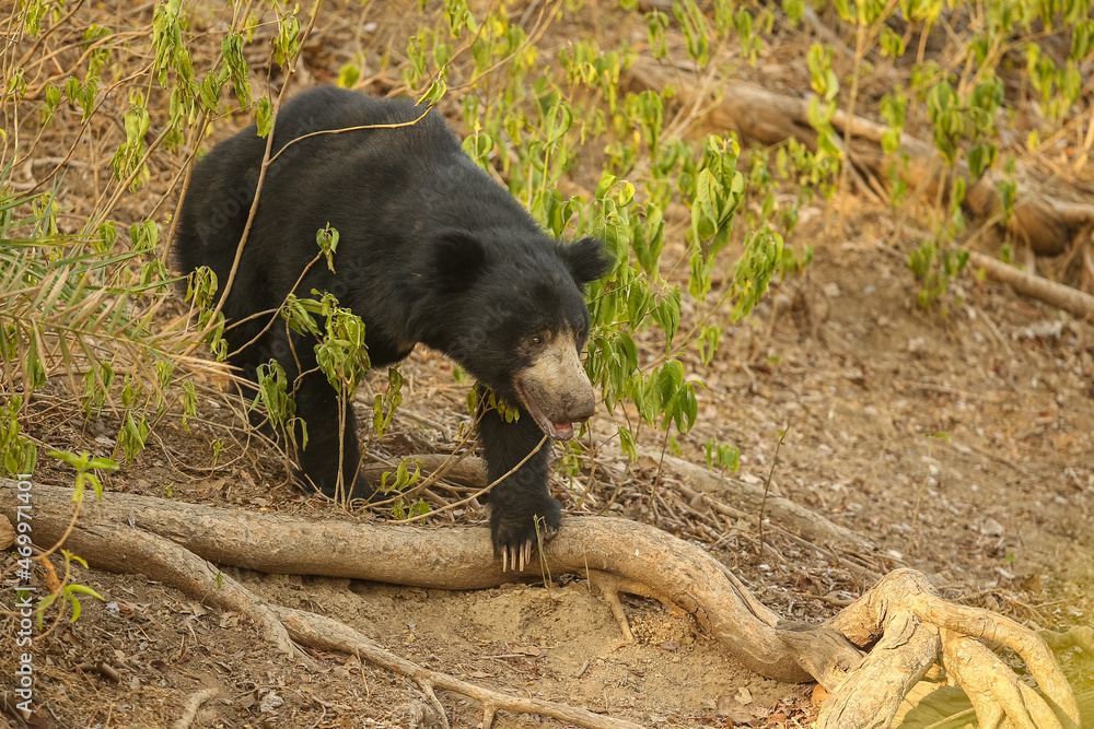 Fototapeta premium Beautiful and very rare sloth bear in the nature habitat in India