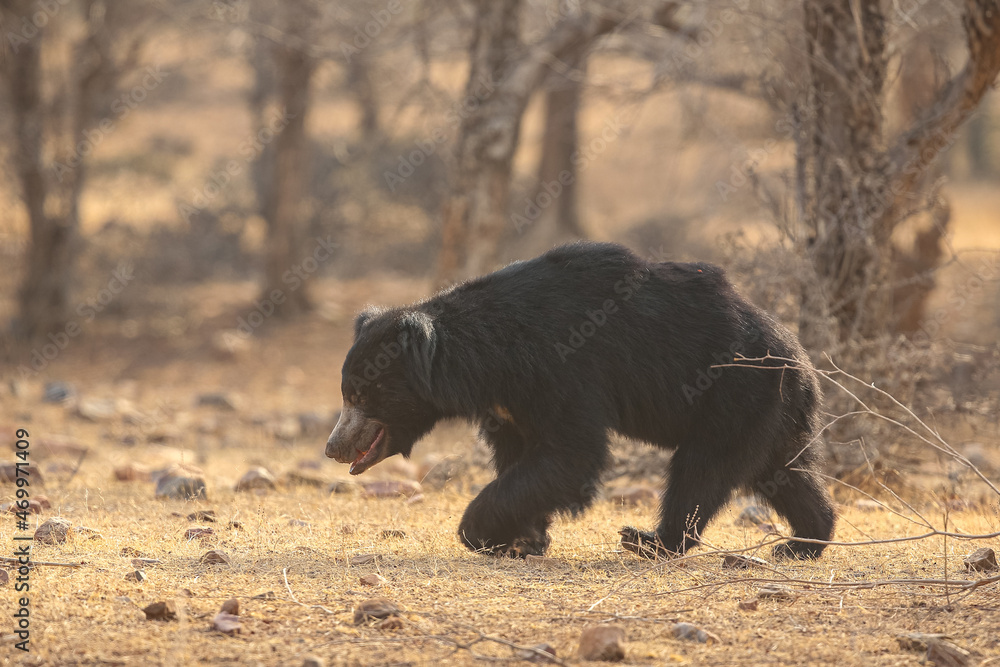 Fototapeta premium Beautiful and very rare sloth bear in the nature habitat in India