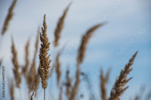 Dry grass flowers in the sky background. Close view of grass stems against sky. Calm and natural background.