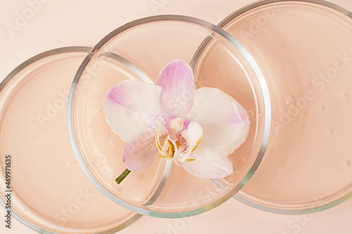 Top view of the petri dishes with transparent gel inside.Fresh orchid in it.Concept of the research and preparing cosmetic.Pastel pink background.
