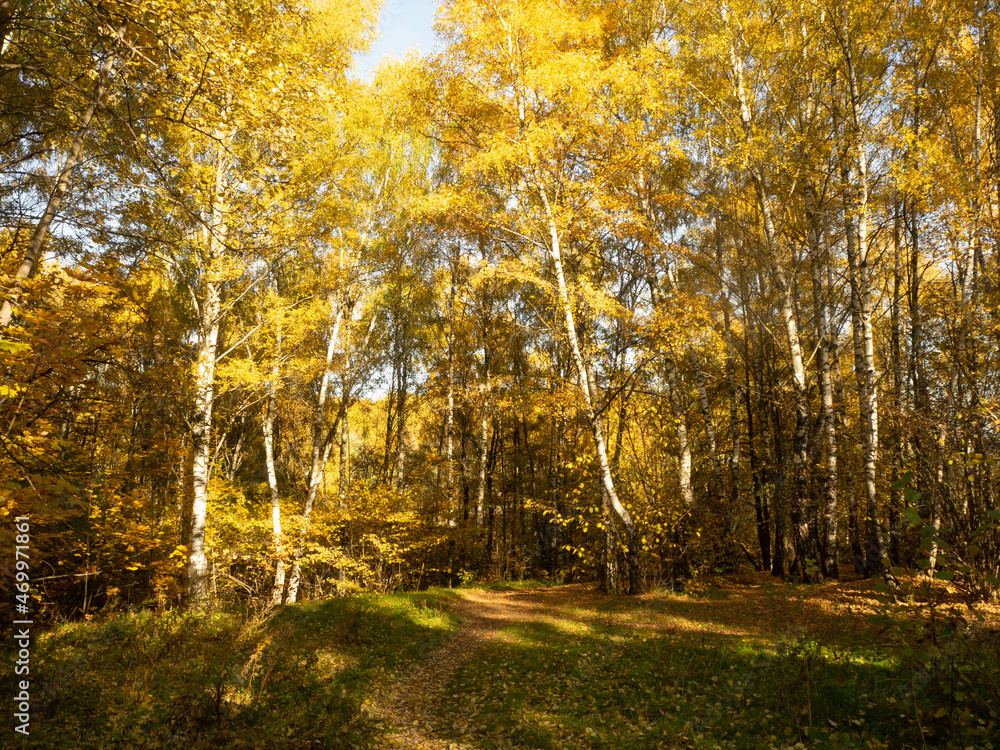 Obraz premium Indian summer int the forest