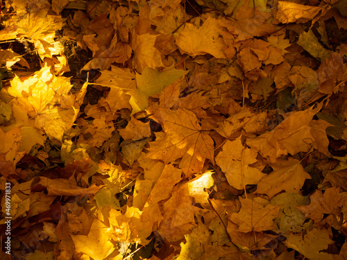 Indian summer int the forest