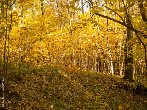 Indian summer int the forest