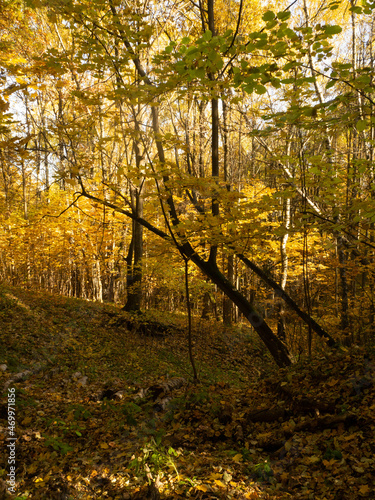 Indian summer int the forest