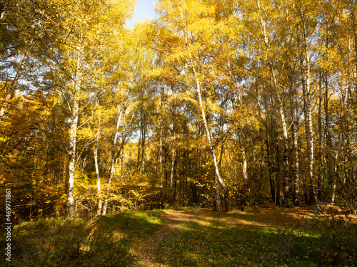 Indian summer int the forest