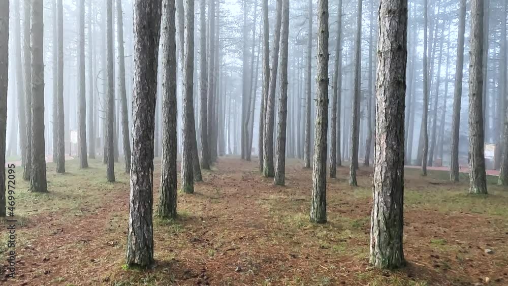 Misty pine forest, autumn nature landscape, walking through foggy woods. Beautiful scene of fall day in nature. Misty pine forest, autumn nature landscape, walking through foggy woods. Beautiful scene of fall day in nature.