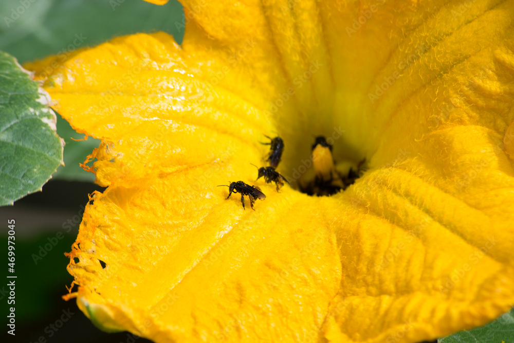 Male pumpkin flower (Cucurbita) in organic cultivation having its pollen taken by the Tiúba bee (Melipona fasciculata) in the city of Rio de Janeiro, Brazil. Male pumpkin flower (Cucurbita) in organic cultivation having its pollen taken by the Tiúba bee (Melipona fasciculata) in the city of Rio de Janeiro, Brazil.