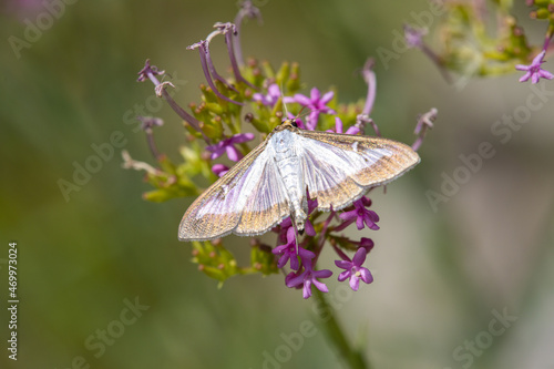 Macrophotographie d'un papillon - Pyrale du buis (Cydalima perspectalis) photo