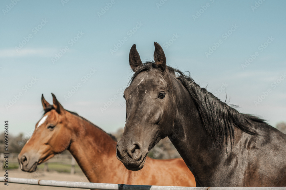 Two horses in the pen, redhead and bay, facing the camera. Two horses in the pen, redhead and bay, facing the camera.
