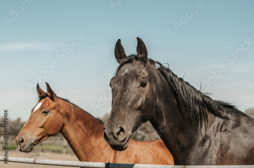 Two horses in the pen, redhead and bay, facing the camera.