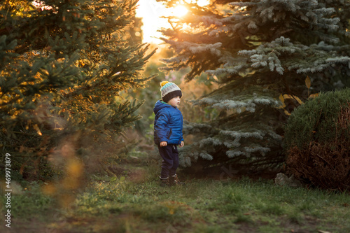 Small boy inforest between firs in blue jacket during sunset photo