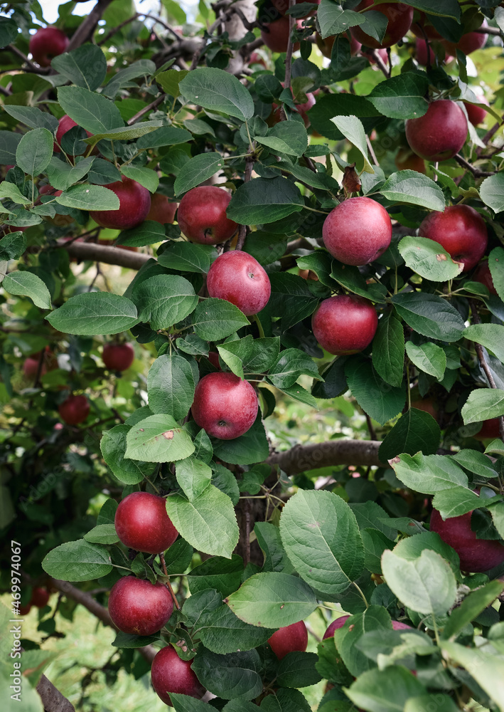 Many ripe red apples growing on a tree in an orchard.