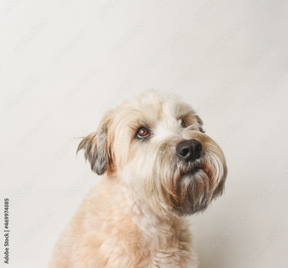 Soft coated wheaten terrier dog against white background. Soft coated wheaten terrier dog against white background.