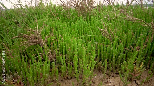 Common glasswort, glasswort (Salicornia europaea), succulent plant with red pigment in autumn on the banks of the Kuyalnitsky estuary, Ukraine photo