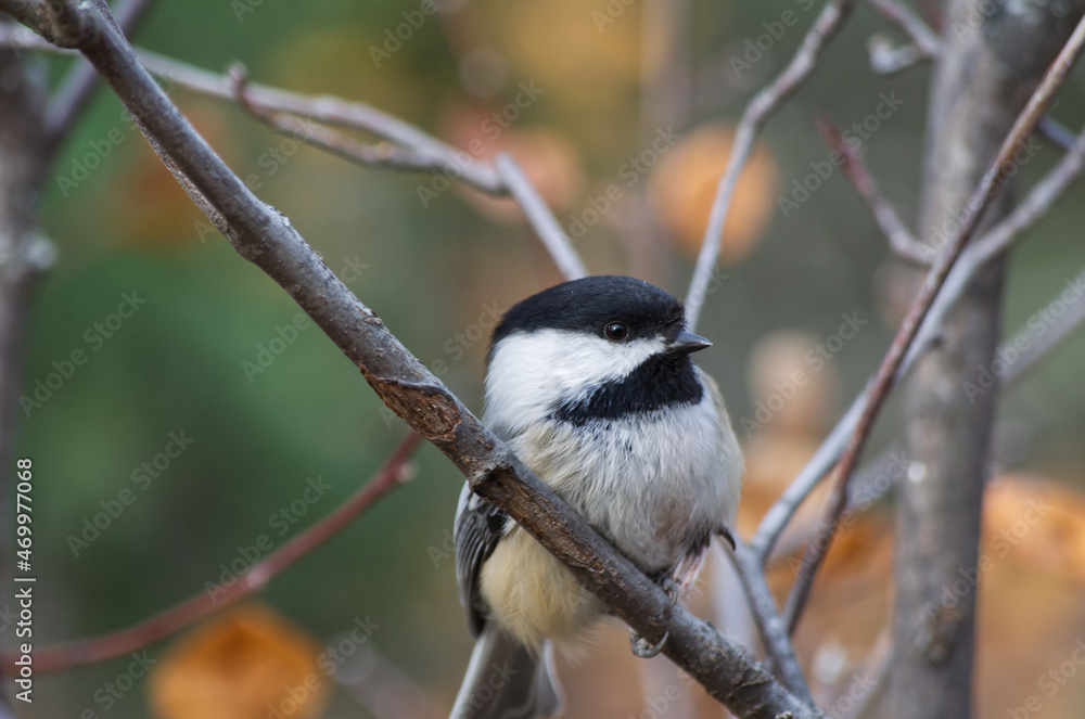 Fototapeta premium A Black-capped Chickadee in a Tree