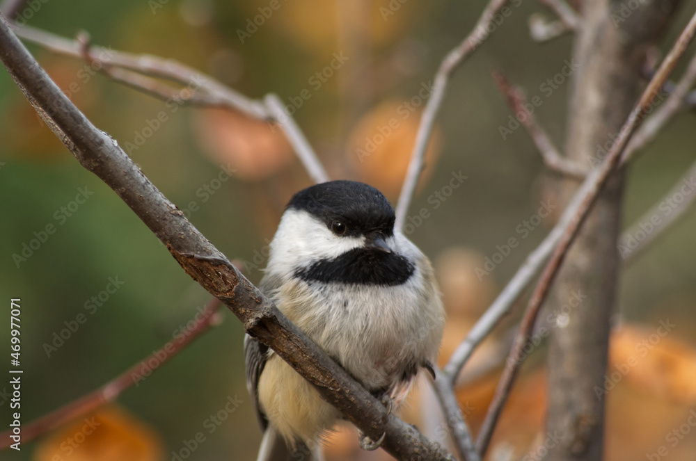A Black-capped Chickadee in a Tree A Black-capped Chickadee in a Tree