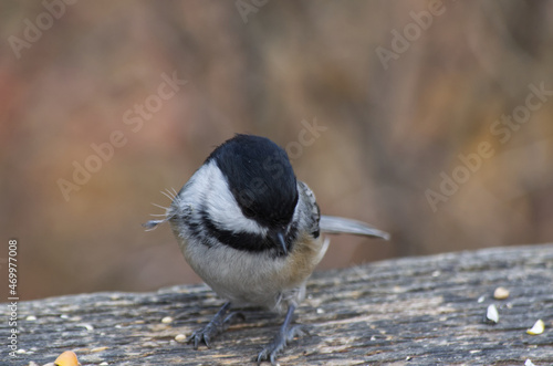 A Black-capped Chickadee having Lunch
