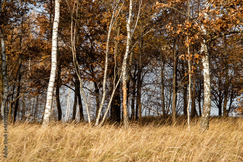 Fototapeta Naklejka Na Ścianę i Meble -  Złota polska jesień na Podlasiu, Polska