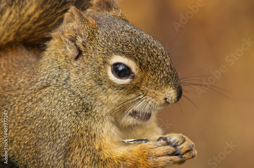 Close up of a Red Squirrel having Lunch