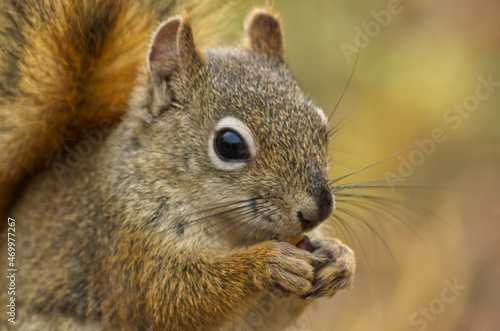 Close up of a Red Squirrel having Lunch © RiMa Photography