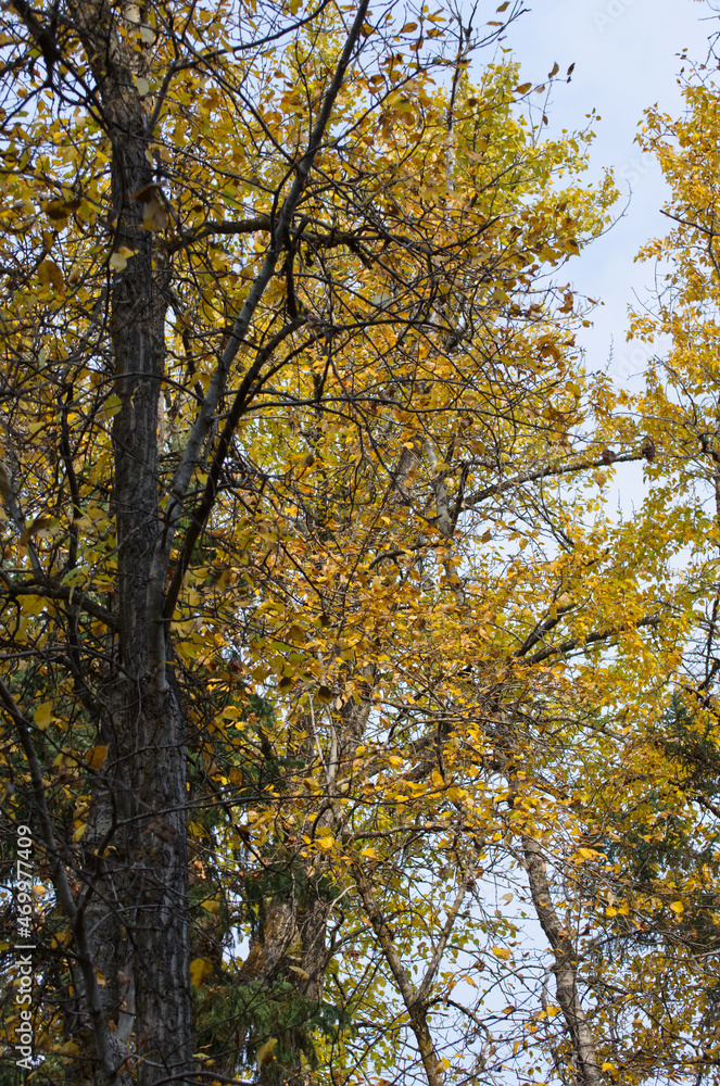 Autumn Trees in a Forest