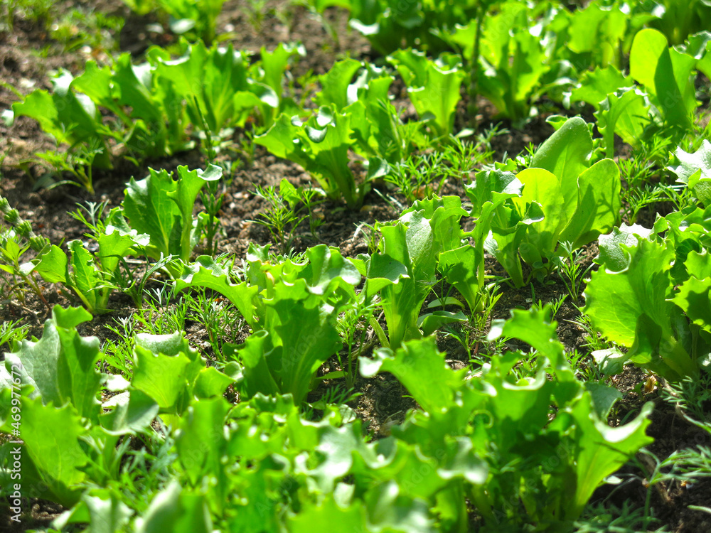 green leaf lettuce grows in the summer in the garden green leaf lettuce grows in the summer in the garden