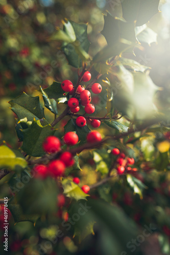 Christmas Holly