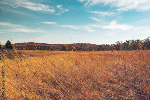 Wheat Field Landscape