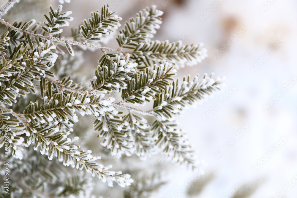 Background of Snow Framed by Evergreen Fir Tree