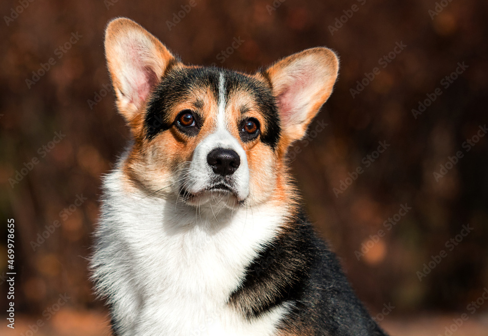 welsh corgi dog in autumn park welsh corgi dog in autumn park
