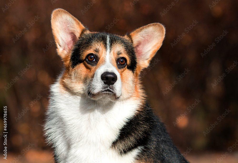 welsh corgi dog in autumn park