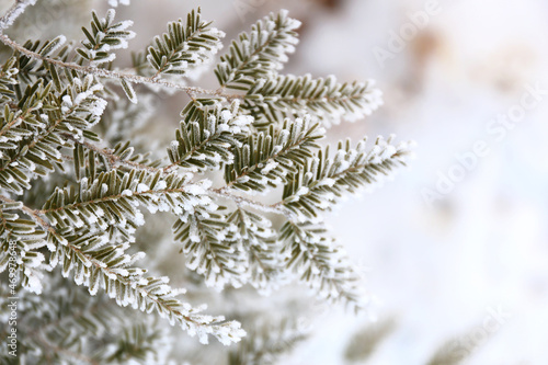 Background of Snow Framed by Evergreen Fir Tree