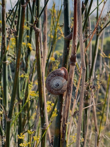 snail on a branch