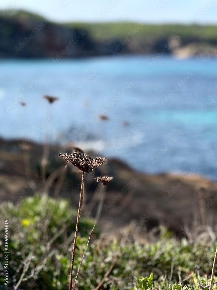 Obraz premium grass on the shore