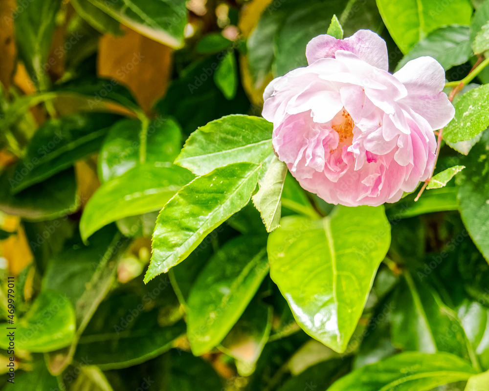 one pale pink rose flower closeup in the garden