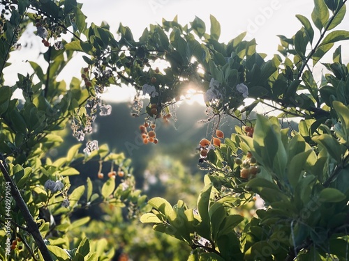 leaves and sun