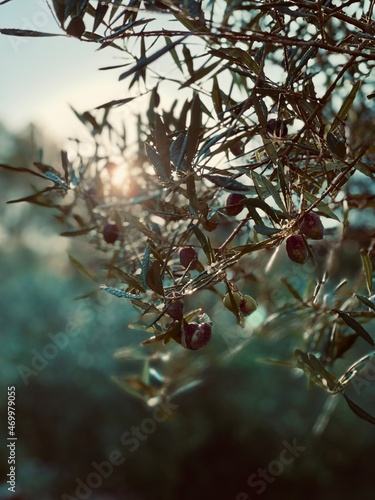 olive tree