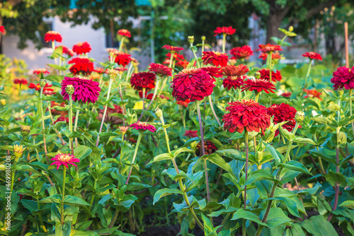Beautiful blooming red zinnia flowers on sunny summer day