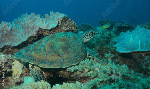 green sea turtle resting on coral reef garden in watamu marine park kenya with diver's bubbles in the background