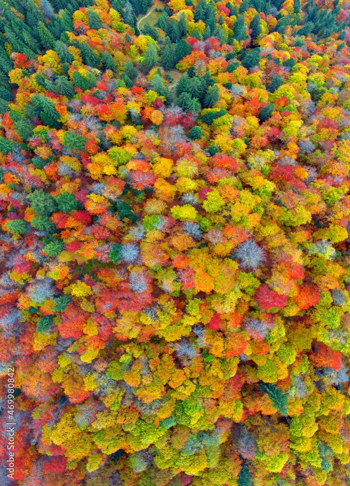 Autumn forest in the Carpathians, copter.