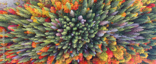 Fototapeta Naklejka Na Ścianę i Meble -  Autumn forest in the Carpathians, copter.