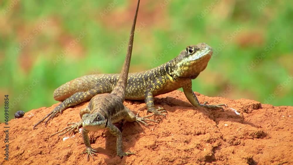 A couple of fast lizards on top of a clay pile. Tropidurus torquatus. Selective Focus on small Long Body animals on blurred nature background. A couple of fast lizards on top of a clay pile. Tropidurus torquatus. Selective Focus on small Long Body animals on blurred nature background.