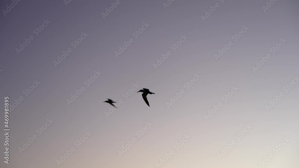 Two birds flying against the background of a beautiful purple sunset sky Two birds flying against the background of a beautiful purple sunset sky
