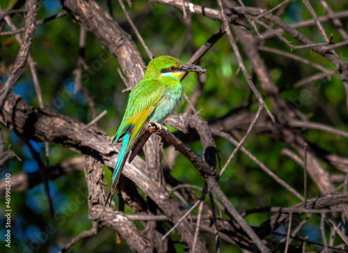 Swallow tailed bee eater in its natural environment in Namibia